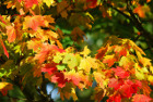 Защо през есента листата на дърветата са в различни цветове?